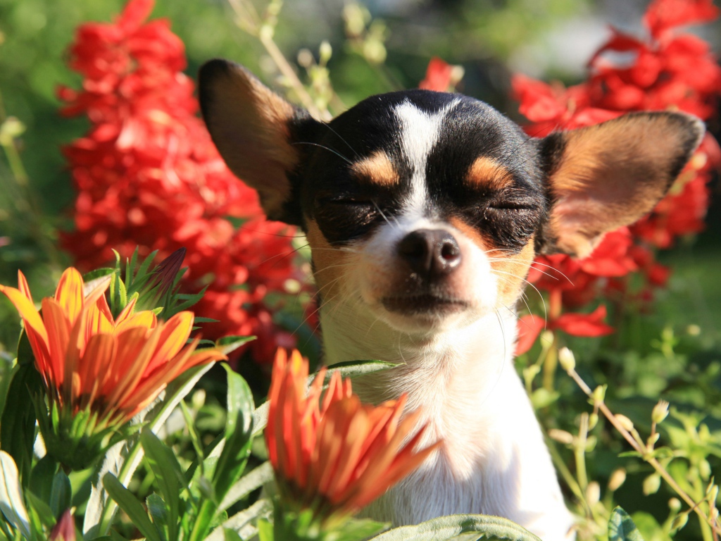 Собака породы чихуахуа с закрытыми глазами в цветах 