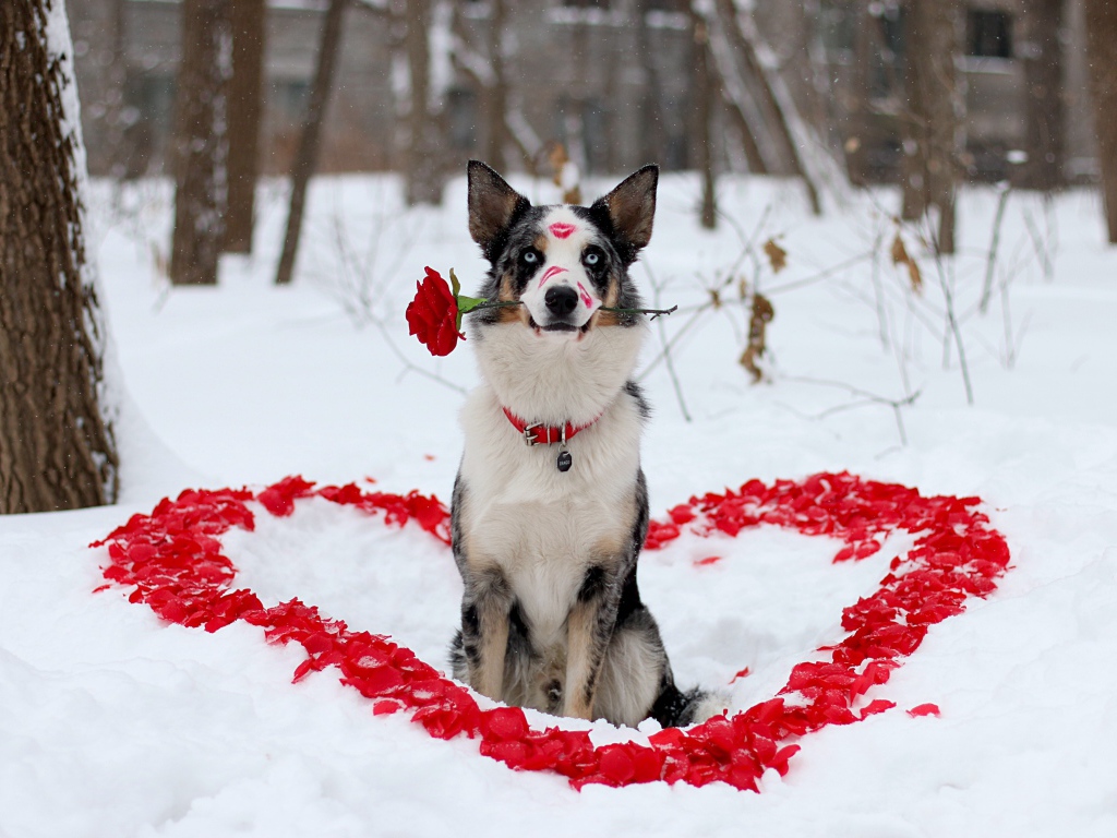 Собака породы Бордер-колли с розой в зубах сидит на снегу с сердцем из лепестков