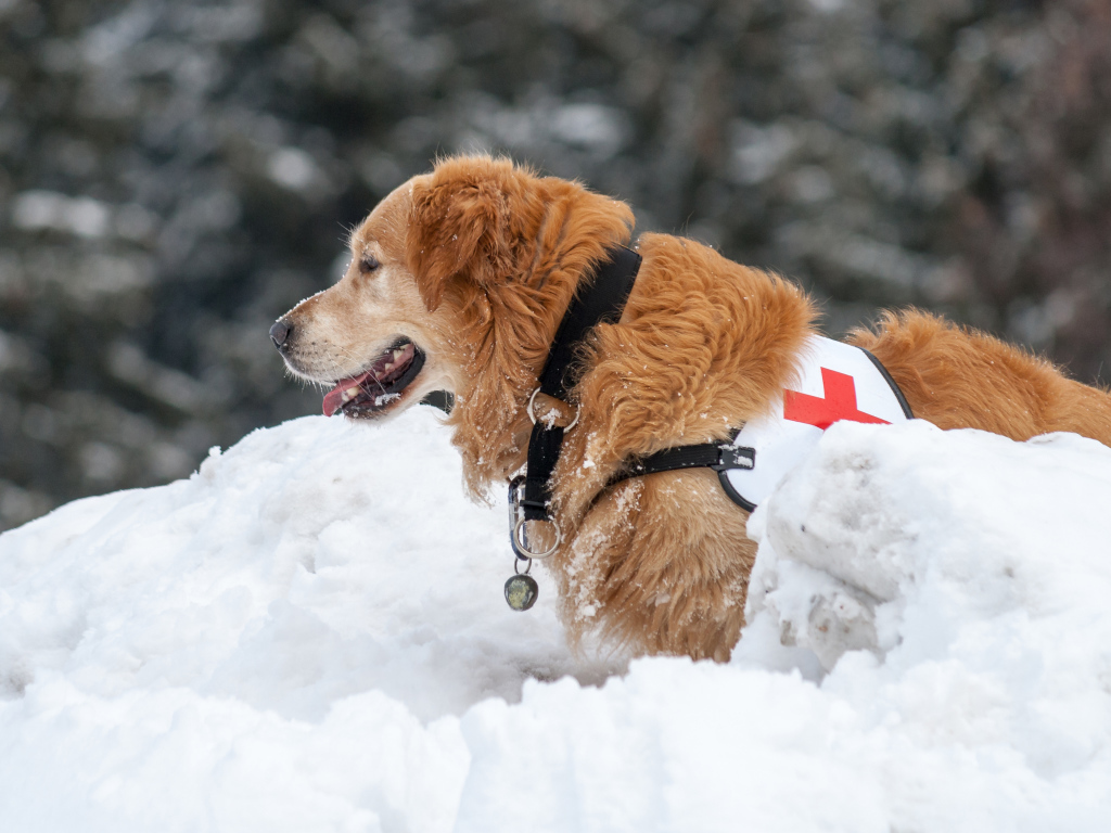 Собака золотистый ретривер спасатель на снегу
