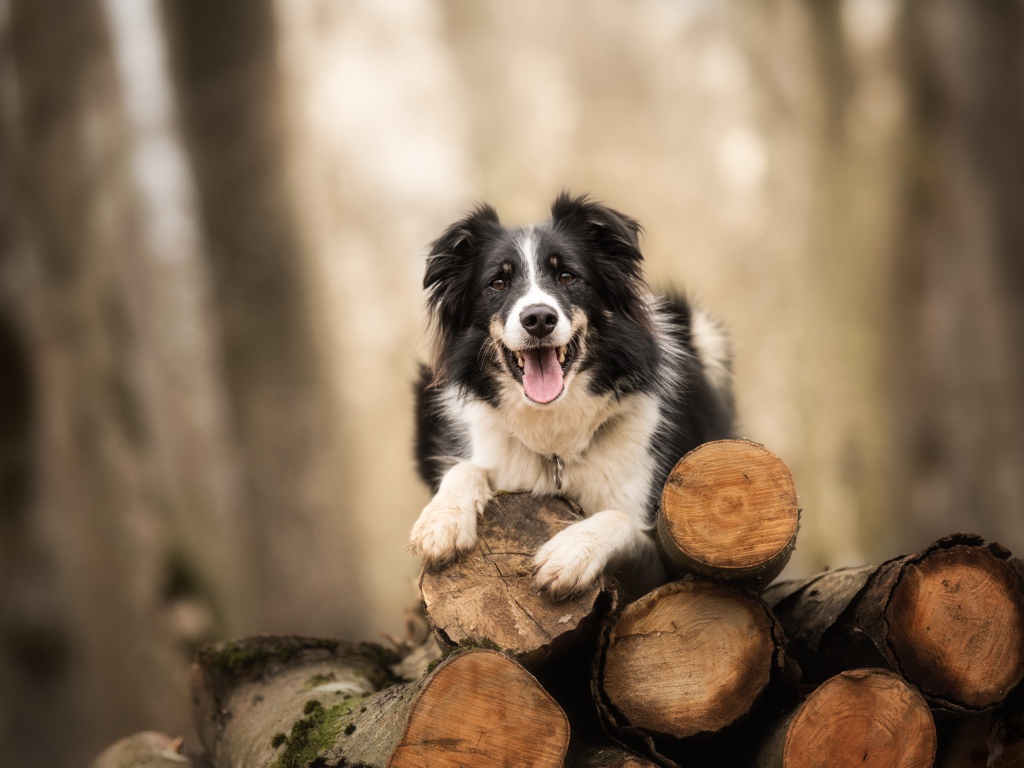 Собака породы бордер колли лежит на бревнах