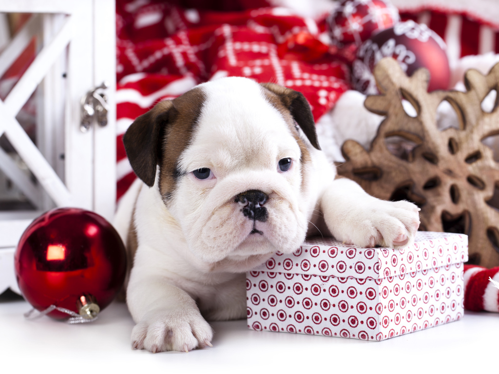 Щенок английского бульдога с новогодними  подарками
