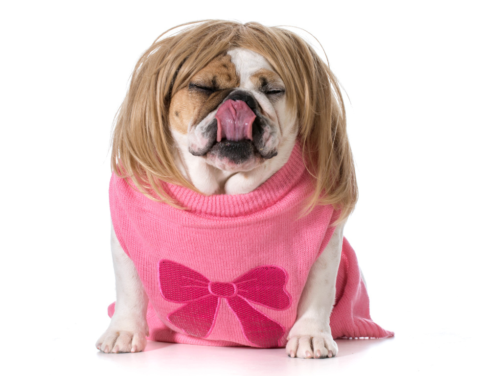 Английский бульдог в парике на белом фоне