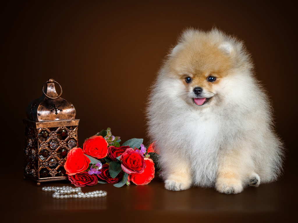 Пушистый шпиц с букетом цветов и шкатулкой