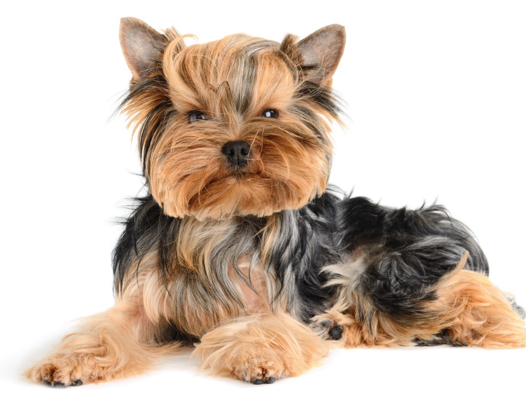 Смешной йоркширский терьер на белом фоне