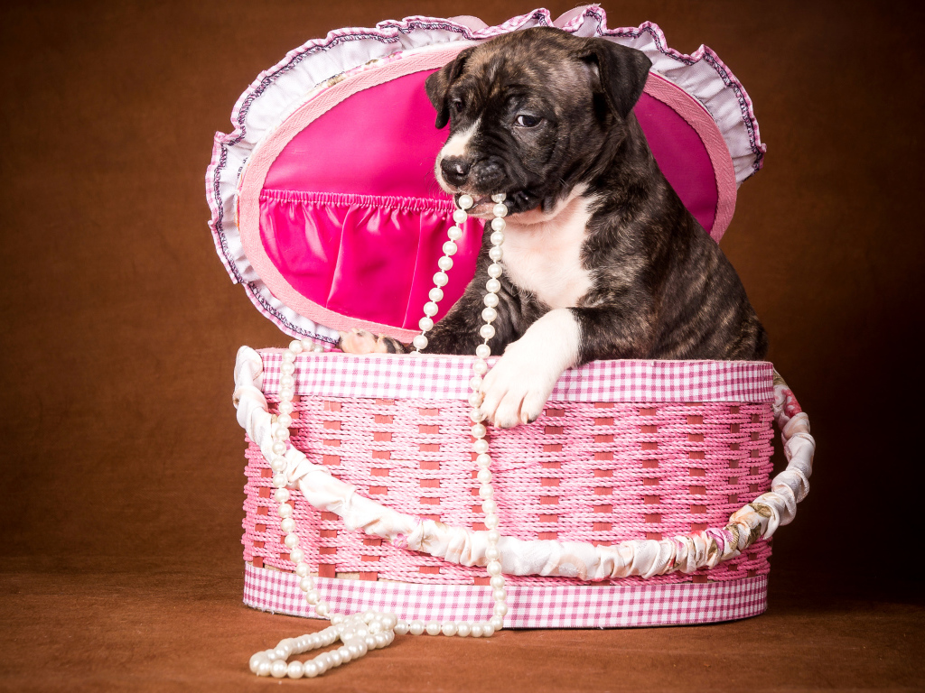 Забавный щенок в розовой корзине с бусами