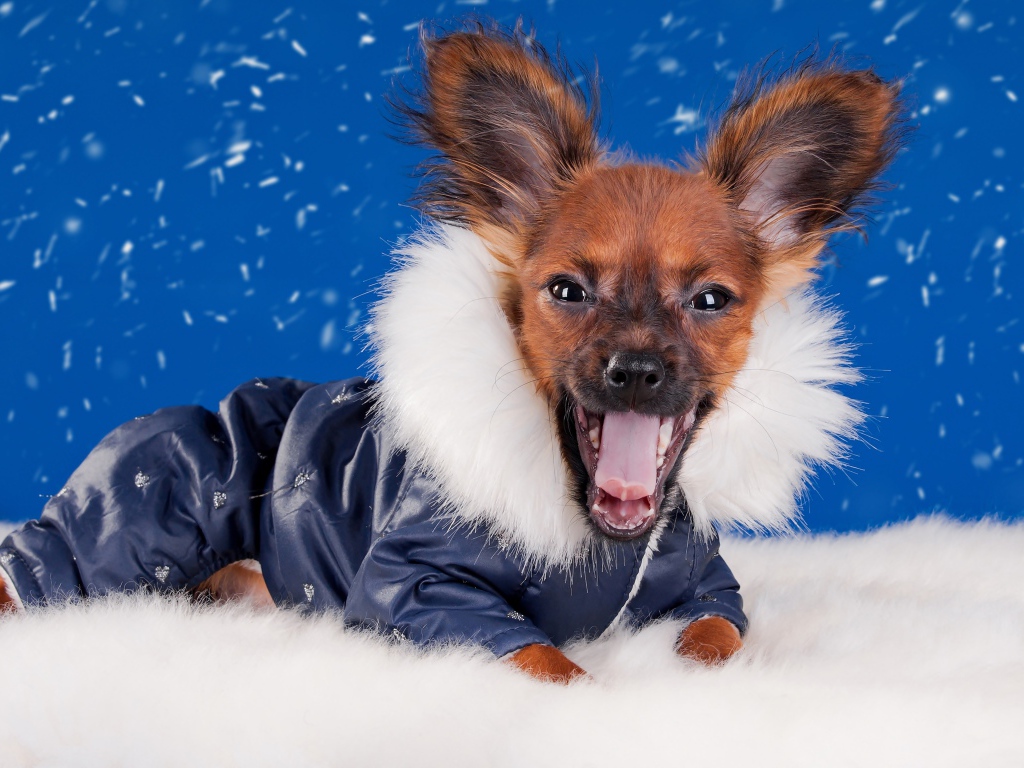 Смешной зевающий чихуахуа в костюме