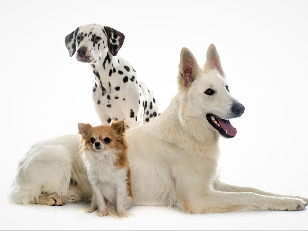 Немецкая овчарка, далматинец и чихуахуа на белом фоне