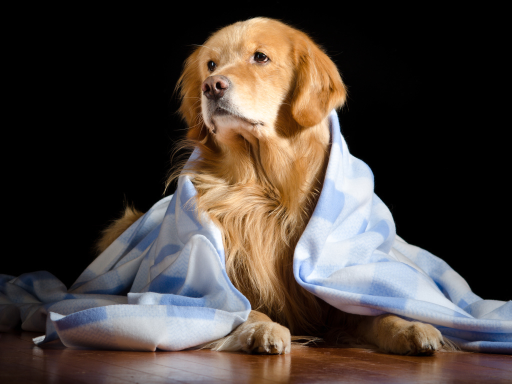 Золотистый ретривер лежит под пледом на черном фоне