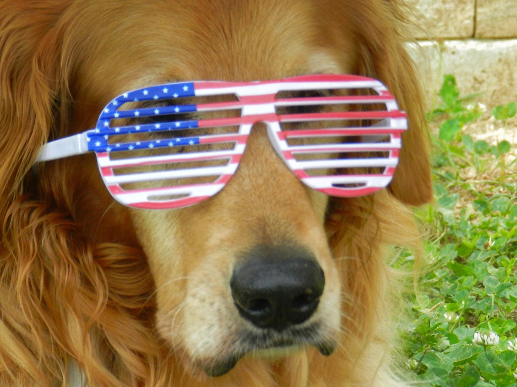 Золотистый ретривер в очках 