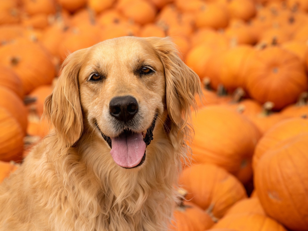 Золотистый ретривер с высунутым языком на фоне тыкв