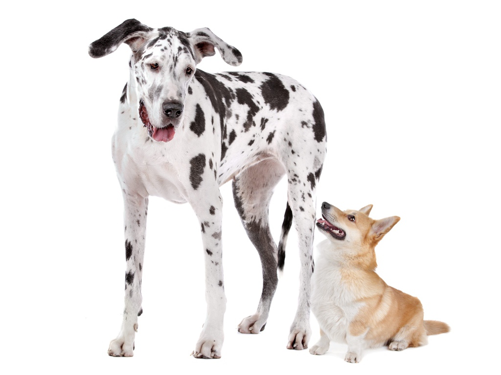 Немецкий дог и вельш корги на белом фоне