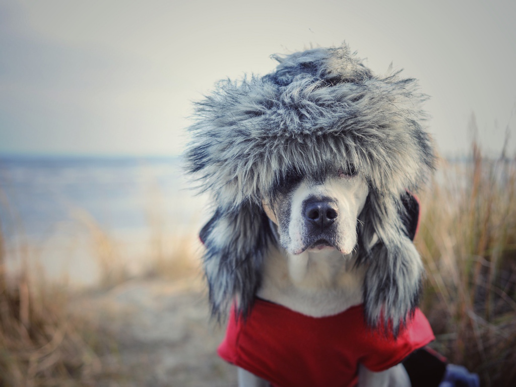 Охотничья собака в теплой шапке 