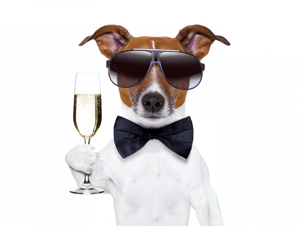 Джек-рассел-терьер в очках с фужером на белом фоне