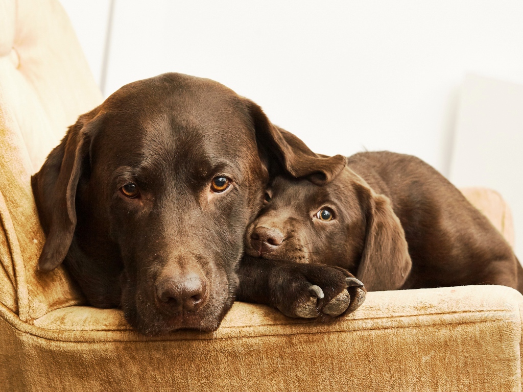 Лабрадор с маленьким милым щенком