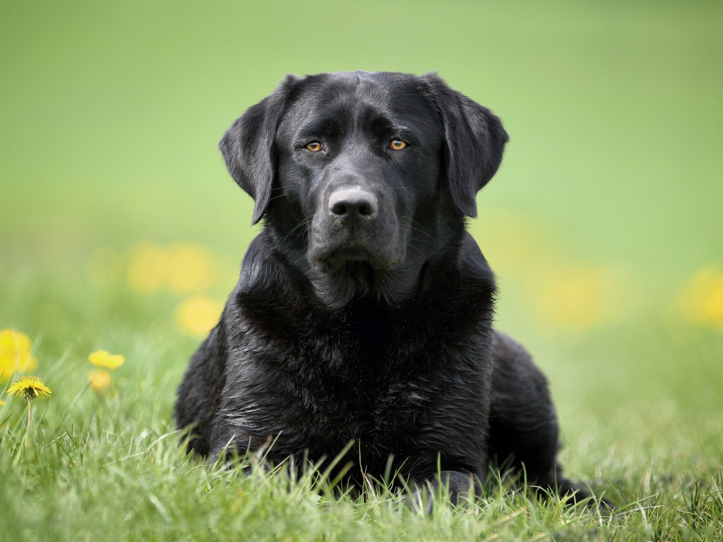 Большой черный лабрадор лежит на траве