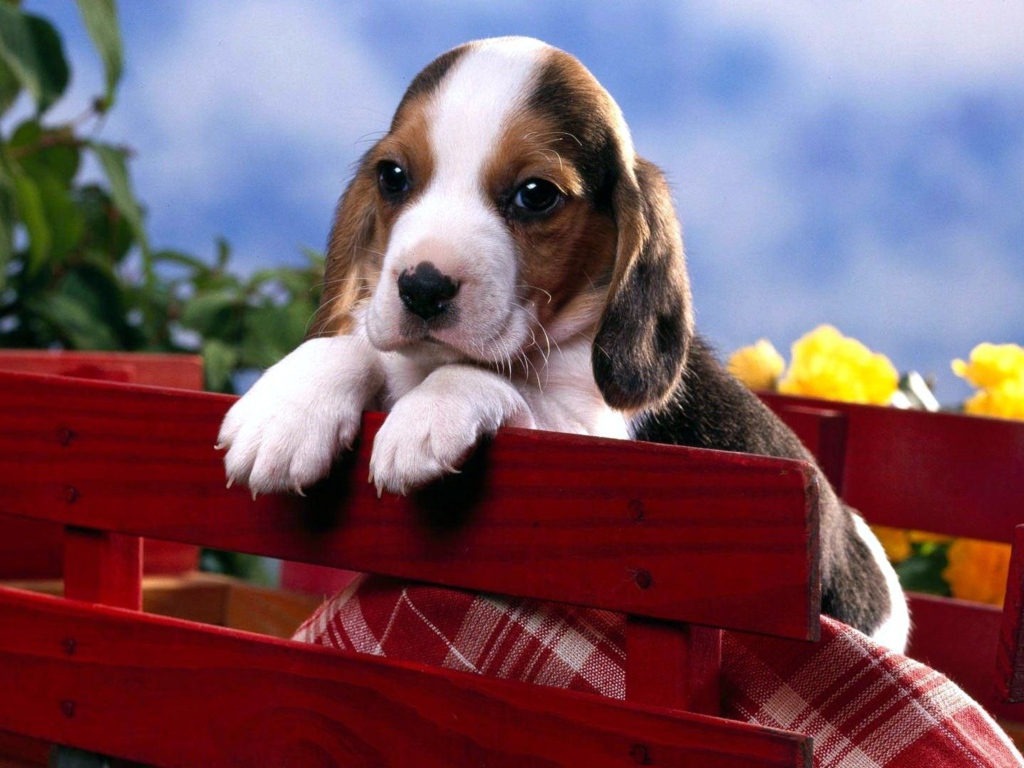 Маленький щенок бигля сидит в коробке