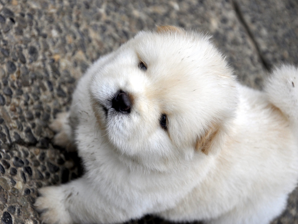 Маленький пушистый щенок чау чау