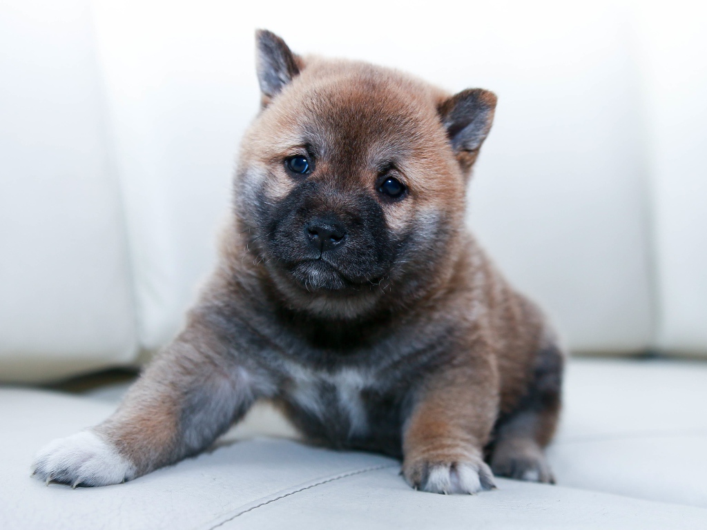 Маленький щенок акита ину