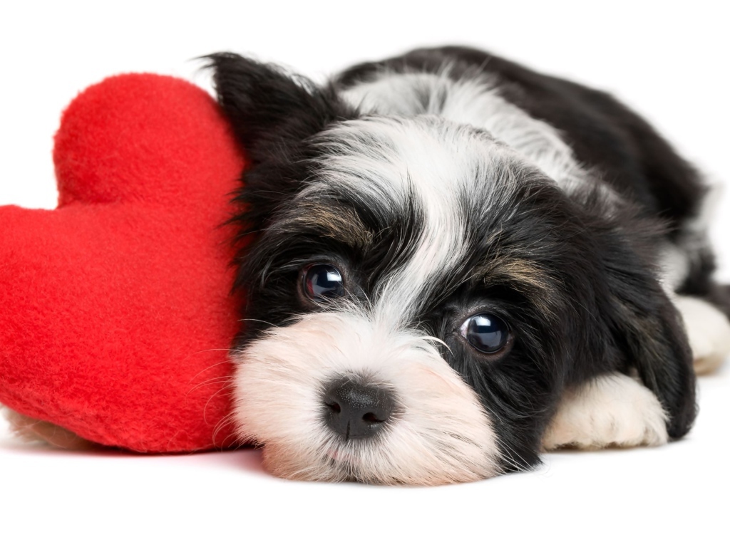 Маленький щенок с красным плюшевым сердцем на белом фоне