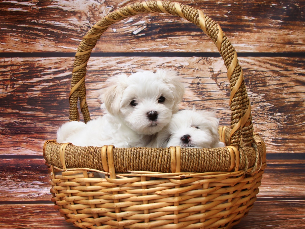 Маленькие белые щенки болонки в корзине