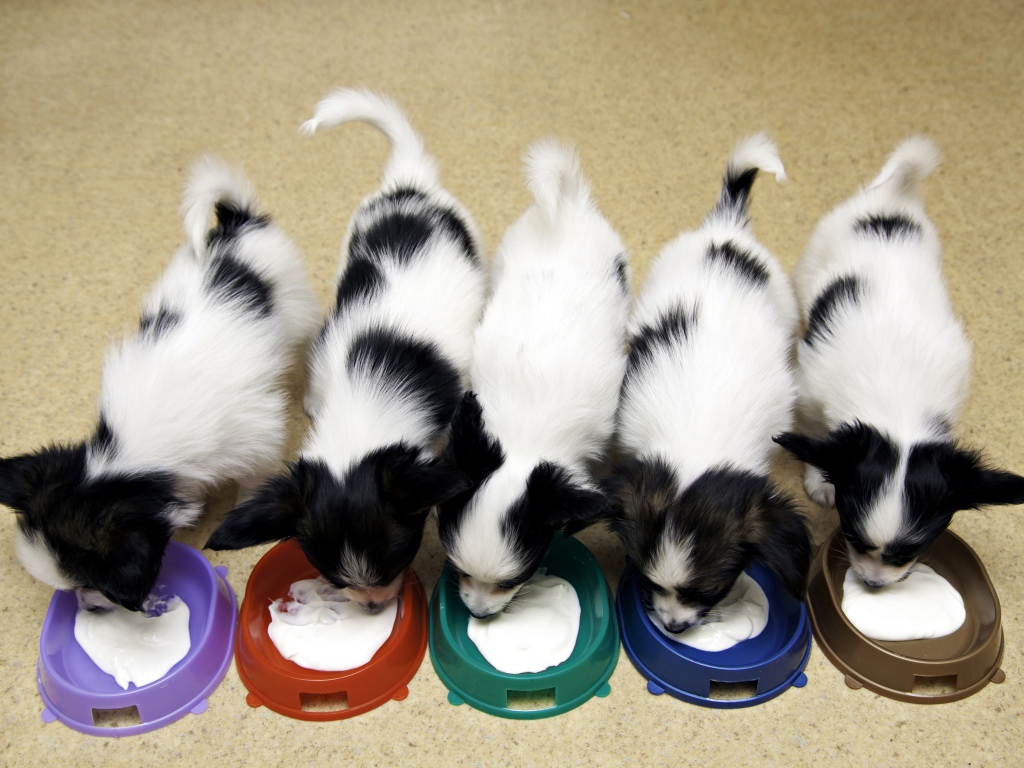 Милые щенки папильона едят из мисок