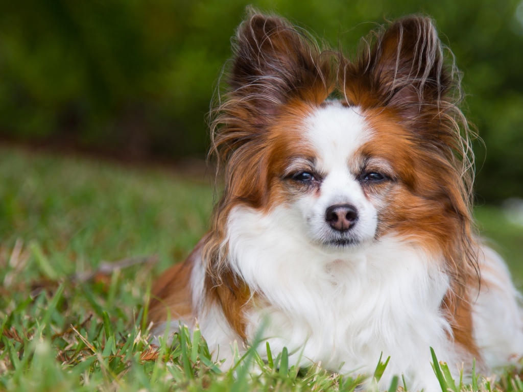 Собака породы Папильон лежит на зеленой траве