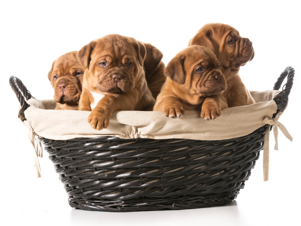 Щенки бульдога в корзине на белом фоне