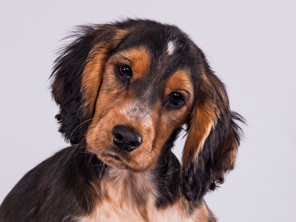 Щенок Кокер-Спаниеля на сером фоне