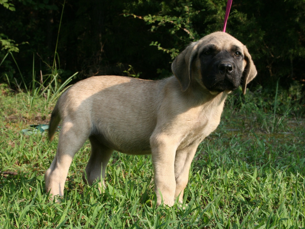Щенок английского мастифа стоит на зеленой траве
