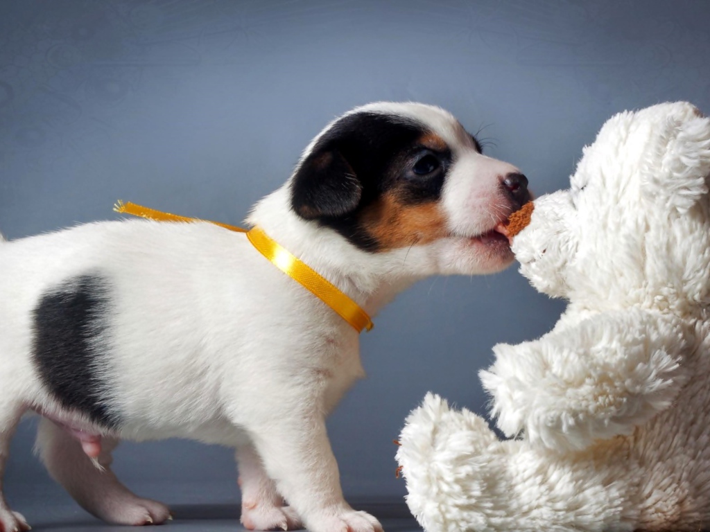 Щенок Джек-рассел-терьера кусает белого плюшевого мишку 