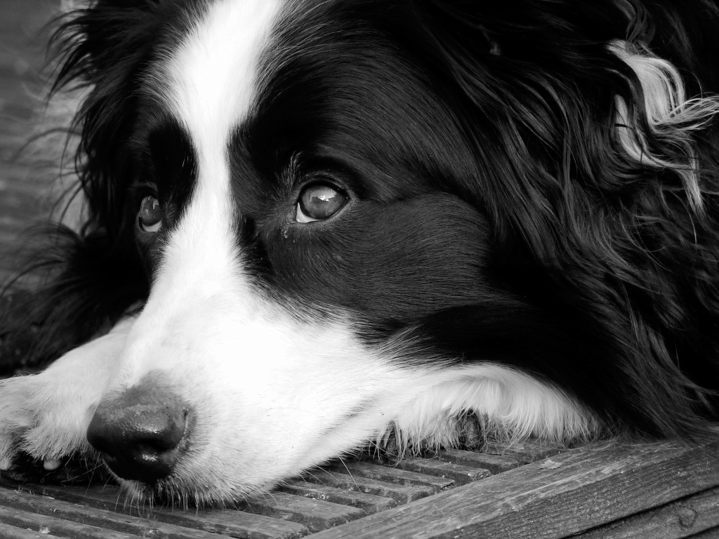 Грустный пес породы бордер колли черно белое фото 