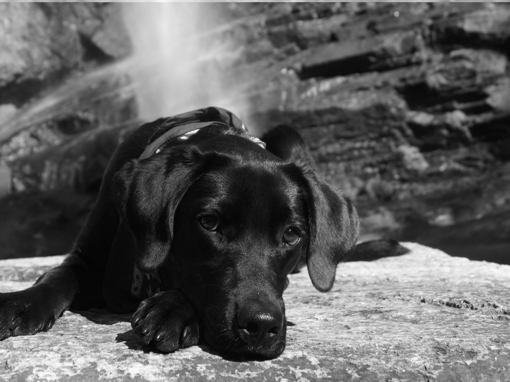 Грустная собака лежит на камне, черно белое фото