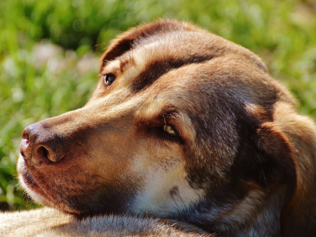 Грустная собака отдыхает на зеленой траве