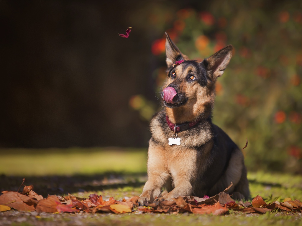 Немецкая овчарка с высунутым языком сидит на желтой листве