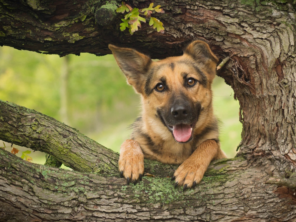 Немецкая овчарка с высунутым языком стоит у дуба