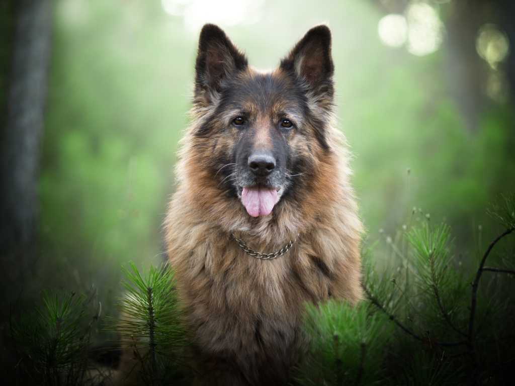 Немецкая овчарка с высунутым языком стоит у еловой ветки