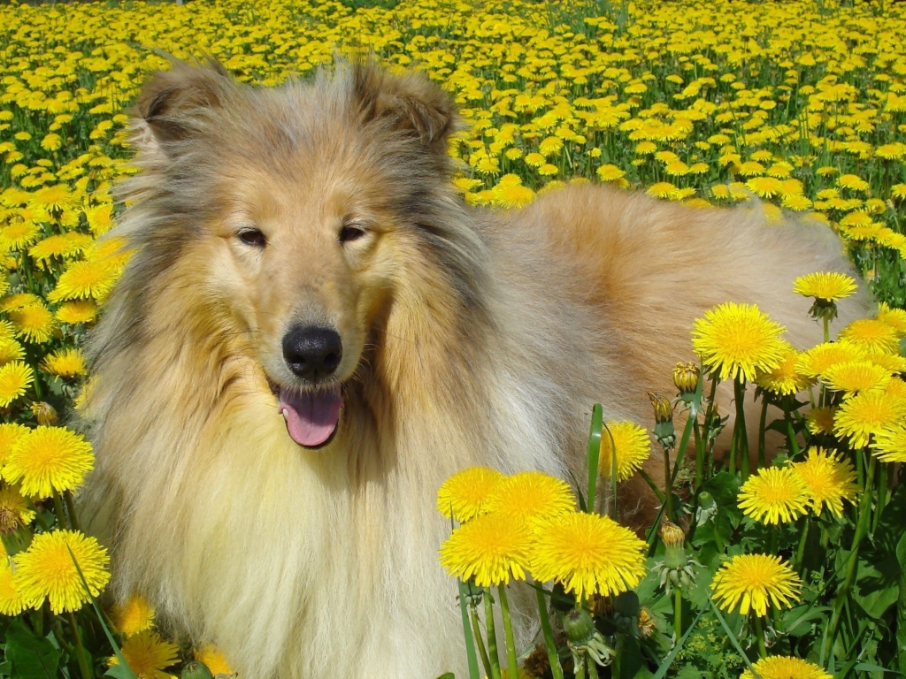Длинношёрстный колли лежит в желтых одуванчиках