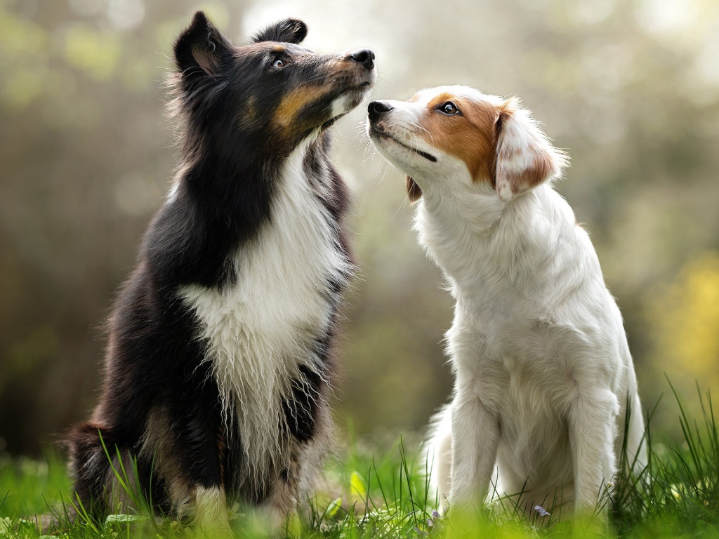 Две собаки породы бордер колли сидят на траве 