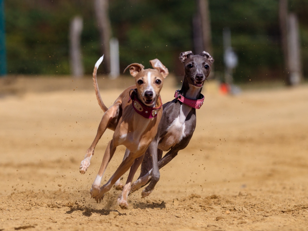 Две собаки породы грейхаунд бегут по песку 