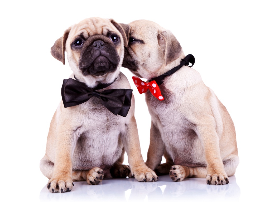 Два милых щенка мопса на белом фоне