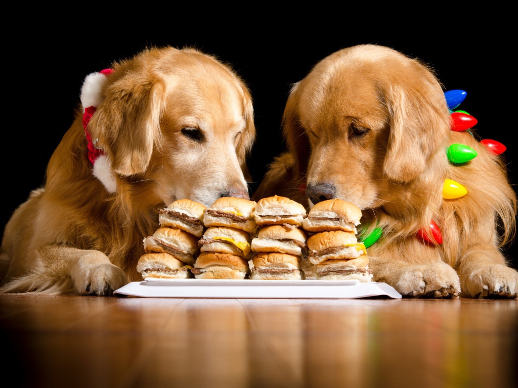 Два золотистых ретривера едят гамбургеры