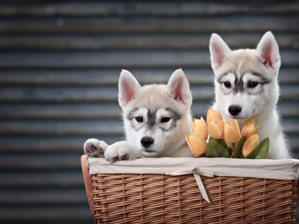 Два маленьких щенка хаски в корзине с тюльпанами