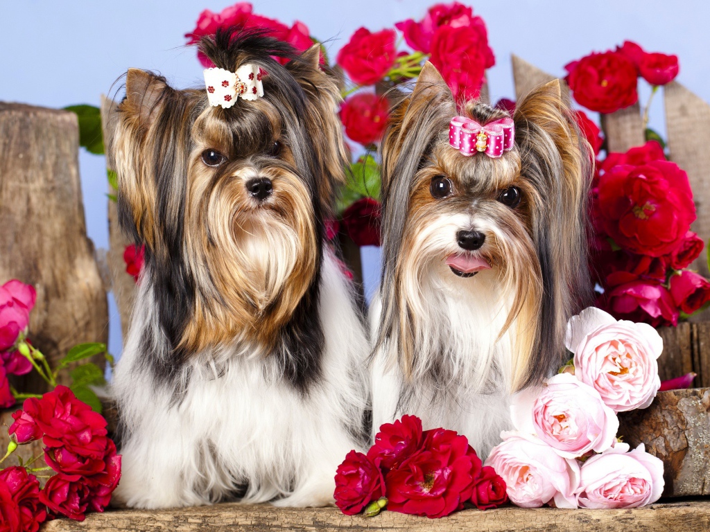 Два йоркширских терьера с красными цветами розы