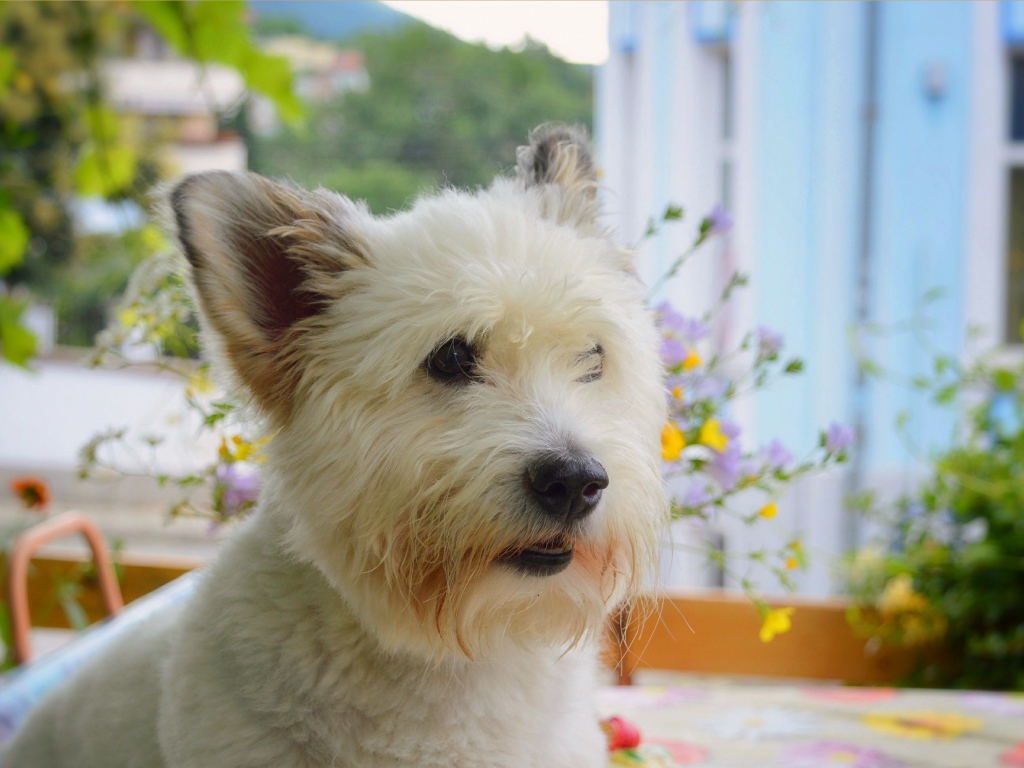 Вест-хайленд-уайт-терьер на балконе 
