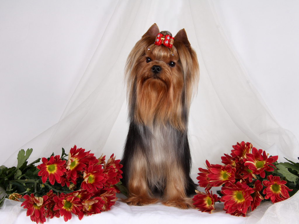 Йоркширский терьер с цветами хризантемы