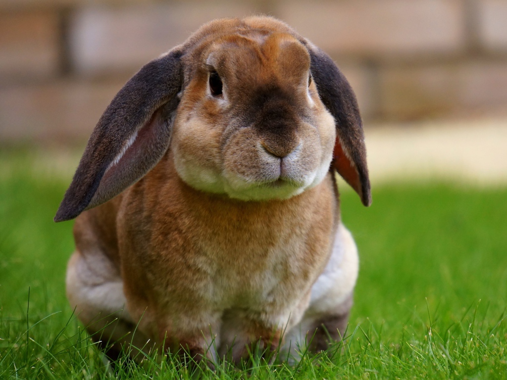Большой кролик сидит на зеленой траве