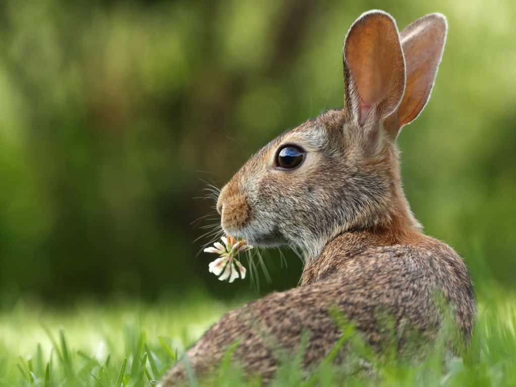 Big gray hare in the green grass