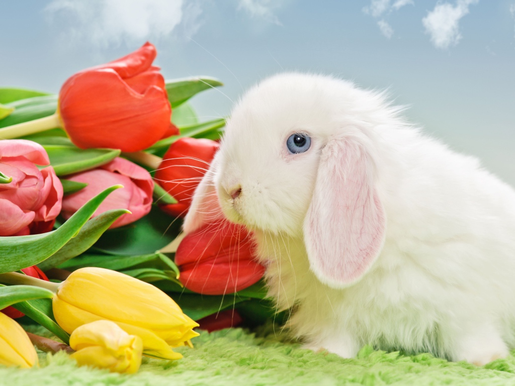 Белый голубоглазый кролик с букетом тюльпанов