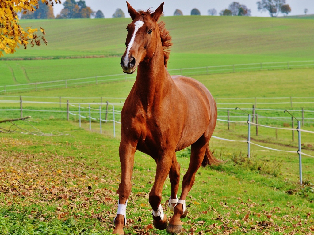 Коричневая лошадь скачет по зеленой траве на ферме
