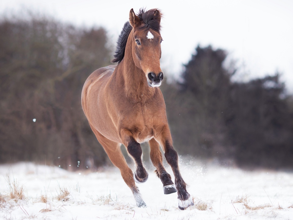 Коричневый конь бежит по снегу 